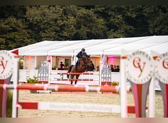 Holsteiner, Hongre, 15 Ans, 166 cm, Bai