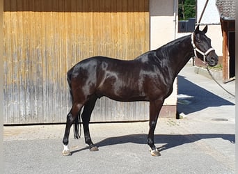 Holsteiner, Hongre, 15 Ans, 168 cm, Noir
