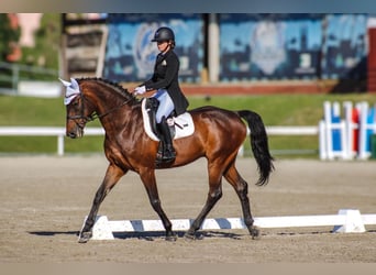 Holsteiner, Hongre, 15 Ans, 172 cm, Bai