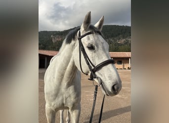 Holsteiner, Hongre, 15 Ans, 173 cm, Blanc