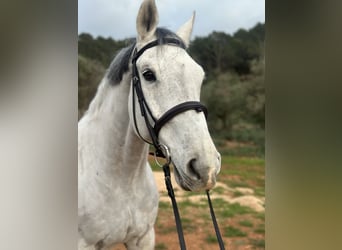 Holsteiner, Hongre, 15 Ans, 173 cm, Gris