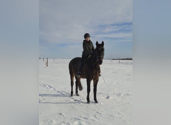 Holsteiner, Hongre, 15 Ans, 174 cm, Bai brun