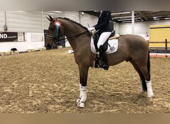Holsteiner, Hongre, 15 Ans, Bai clair