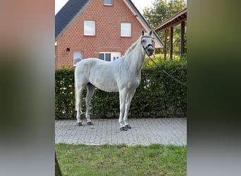 Holsteiner, Hongre, 16 Ans, 162 cm, Gris