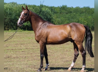 Holsteiner, Hongre, 16 Ans, 169 cm, Bai brun