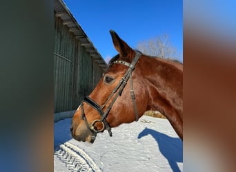 Holsteiner, Hongre, 16 Ans, 172 cm, Bai