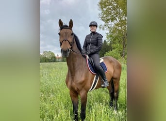 Holsteiner, Hongre, 16 Ans, 172 cm, Bai