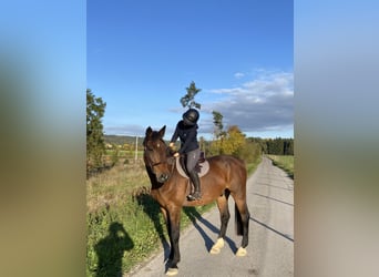 Holsteiner, Hongre, 16 Ans, 174 cm, Bai