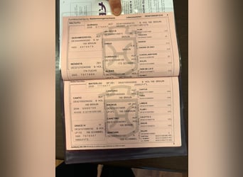 Holsteiner, Hongre, 16 Ans, 174 cm