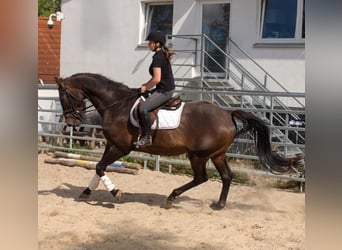 Holsteiner, Hongre, 16 Ans, 176 cm, Bai