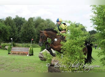 Holsteiner, Hongre, 17 Ans, 171 cm, Bai