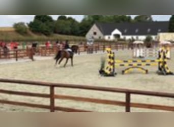 Holsteiner, Hongre, 17 Ans, 172 cm, Bai brun