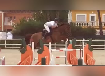 Holsteiner, Hongre, 17 Ans, 180 cm, Alezan brûlé