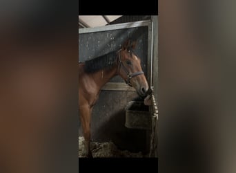 Holsteiner Croisé, Hongre, 1 Année, 162 cm, Bai