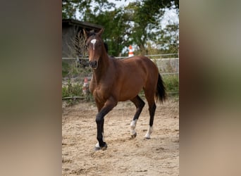 Holsteiner, Hongre, 2 Ans, 163 cm, Bai