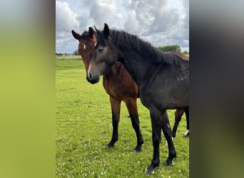 Holsteiner, Hongre, 2 Ans, 166 cm, Gris