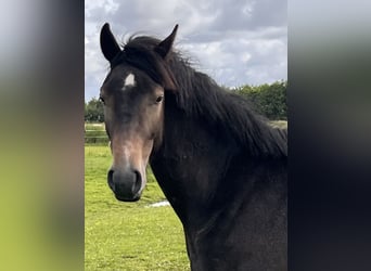 Holsteiner, Hongre, 2 Ans, 166 cm, Gris