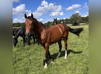 Holsteiner, Hongre, 2 Ans, 170 cm, Bai