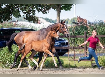 Holsteiner, Hongre, 2 Ans, 170 cm, Bai