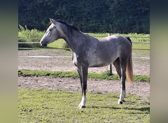 Holsteiner, Hongre, 2 Ans, 170 cm, Gris Holsteiner, Hongre, 2 Ans, 170 cm, Gris