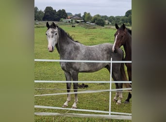 Holsteiner, Hongre, 2 Ans, 170 cm, Gris Holsteiner, Hongre, 2 Ans, 170 cm, Gris