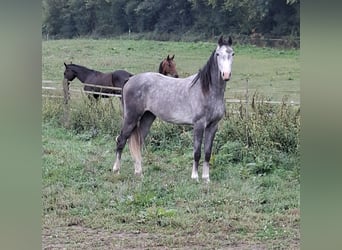 Holsteiner, Hongre, 2 Ans, 170 cm, Gris Holsteiner, Hongre, 2 Ans, 170 cm, Gris