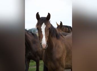 Holsteiner, Hongre, 2 Ans, Bai