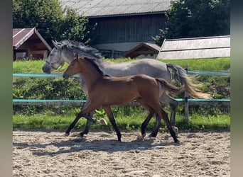 Holsteiner, Hongre, 3 Ans, 160 cm, Bai