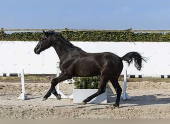 Holsteiner, Hongre, 3 Ans, 161 cm, Bai brun foncé