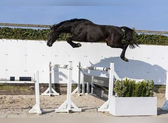 Holsteiner, Hongre, 3 Ans, 161 cm, Bai brun foncé