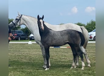 Holsteiner, Hongre, 3 Ans, 163 cm, Gris