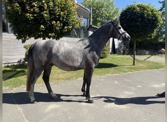 Holsteiner, Hongre, 3 Ans, 164 cm, Rouan bleu
