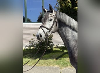 Holsteiner, Hongre, 3 Ans, 164 cm, Rouan bleu