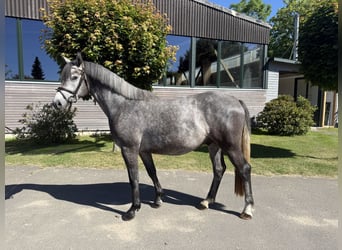 Holsteiner, Hongre, 3 Ans, 164 cm, Rouan bleu