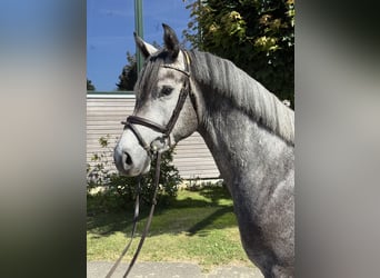 Holsteiner, Hongre, 3 Ans, 164 cm, Rouan bleu