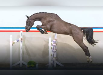 Holsteiner, Hongre, 3 Ans, 165 cm, Bai brun