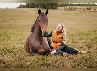 Holsteiner, Hongre, 3 Ans, 165 cm, Bai