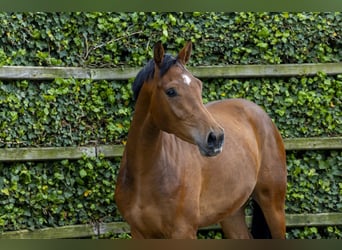 Holsteiner, Hongre, 3 Ans, 165 cm, Bai