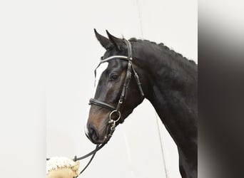 Holsteiner, Hongre, 3 Ans, 166 cm, Bai brun foncé