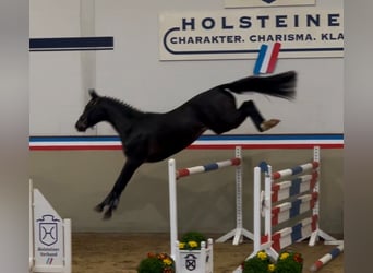 Holsteiner, Hongre, 3 Ans, 166 cm, Bai brun foncé