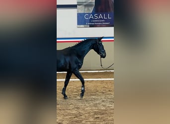 Holsteiner, Hongre, 3 Ans, 166 cm, Bai brun foncé