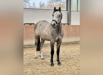 Holsteiner, Hongre, 3 Ans, 166 cm, Gris