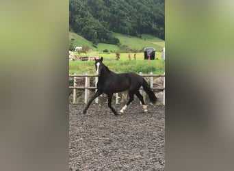 Holsteiner, Hongre, 3 Ans, 168 cm, Noir