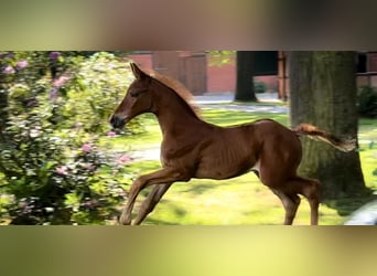 Holsteiner, Hongre, 3 Ans, 170 cm, Alezan