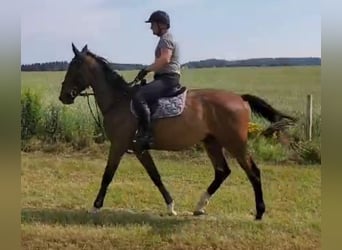 Holsteiner, Hongre, 3 Ans, 170 cm, Bai