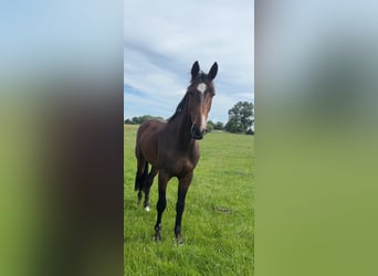 Holsteiner, Hongre, 3 Ans, 170 cm