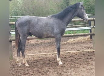 Holsteiner, Hongre, 3 Ans, 170 cm, Gris