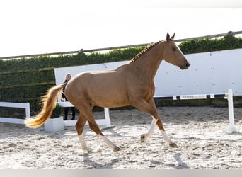 Holsteiner, Hongre, 3 Ans, 171 cm, Alezan