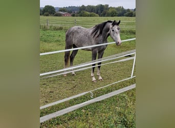 Holsteiner, Hongre, 3 Ans, 173 cm, Gris