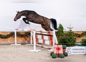 Holsteiner, Hongre, 3 Ans, Bai